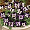 Viola Penny Mickey