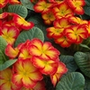 Primula Pioneer Red Flame_disc