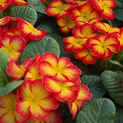 Primula Pioneer Red Flame_disc