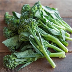 Broccoli Di CiccioOP-sprouting