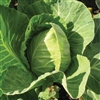 Cabbage Sugarpoint F1