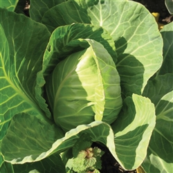Cabbage Sugarpoint F1