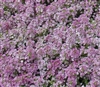 Alyssum Pixie Blue