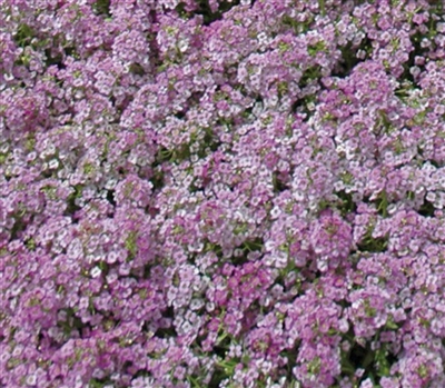 Alyssum Pixie Blue