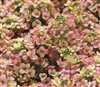 Alyssum Pixie Bronze