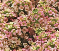 Alyssum Pixie Bronze