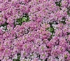 Alyssum Pixie Dp Rose