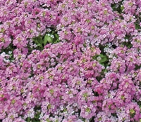 Alyssum Pixie Dp Rose