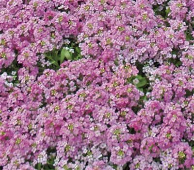 Alyssum Pixie Dp Rose