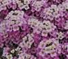 Alyssum Pixie Lavender