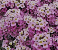 Alyssum Pixie Lavender