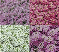 Alyssum Pixie Pastel Mix