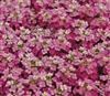 Alyssum Pixie Pink