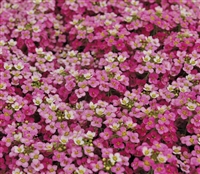 Alyssum Pixie Pink