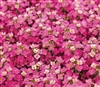 Alyssum Pixie Rose