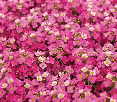 Alyssum Pixie Rose