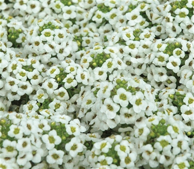 Alyssum Pixie White