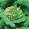 Cabbage Winter King OP(Savoy)