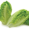 Lettuce Little Gem (Mini Cos)P