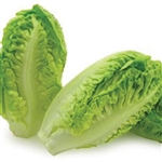 Lettuce Little Gem (Mini Cos)P