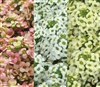 Alyssum Pixie Citrus Mix