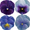 Pansy Dynamic Blues Mix