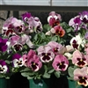 Pansy Dynamic Mulberry Mix