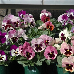 Pansy Dynamic Mulberry Mix
