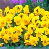 Viola Gem Yellow