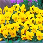 Viola Gem Yellow_disc