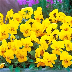 Viola Gem Yellow