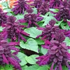 Salvia Reddy Purple