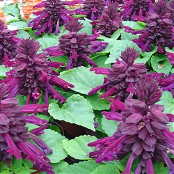 Salvia Reddy Purple