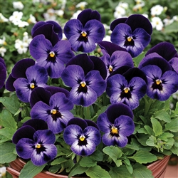 Viola Penny Denim Jump Up