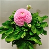 Ranunculus Mache Plus Pink Pellets