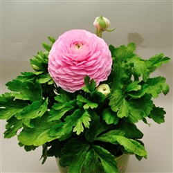 Ranunculus Mache Plus Pink Pellets