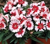 Dianthus Sup Parf Red Pep'Mint Pellets