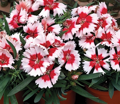 Dianthus Sup Parf Red Pep'Mint Pellets