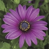 Osteospermum Asti Purple