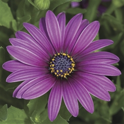 Osteospermum Asti Purple