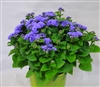 Ageratum Aloha Blue Pellets