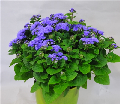 Ageratum Aloha Blue Pellets