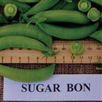 Pea Sugar Bon -  Snap dwarf