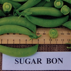 Pea Sugar Bon -  Snap dwarf