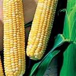 Sweet Corn Bicolour-supersweet