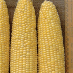 Sweet Corn Legacy