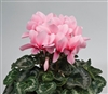 Cyclamen Rainier Lt Pink/Eye