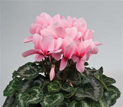 Cyclamen Rainier Lt Pink/Eye