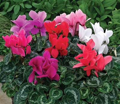 Cyclamen Rainier Mix