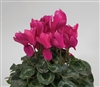 Cyclamen Rainier Purple